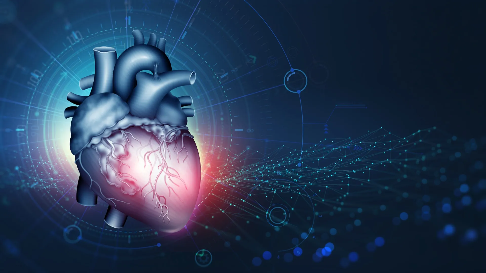 3D heart visualization representing advanced cardiovascular diagnostics at Rewind Anti-Aging Miami