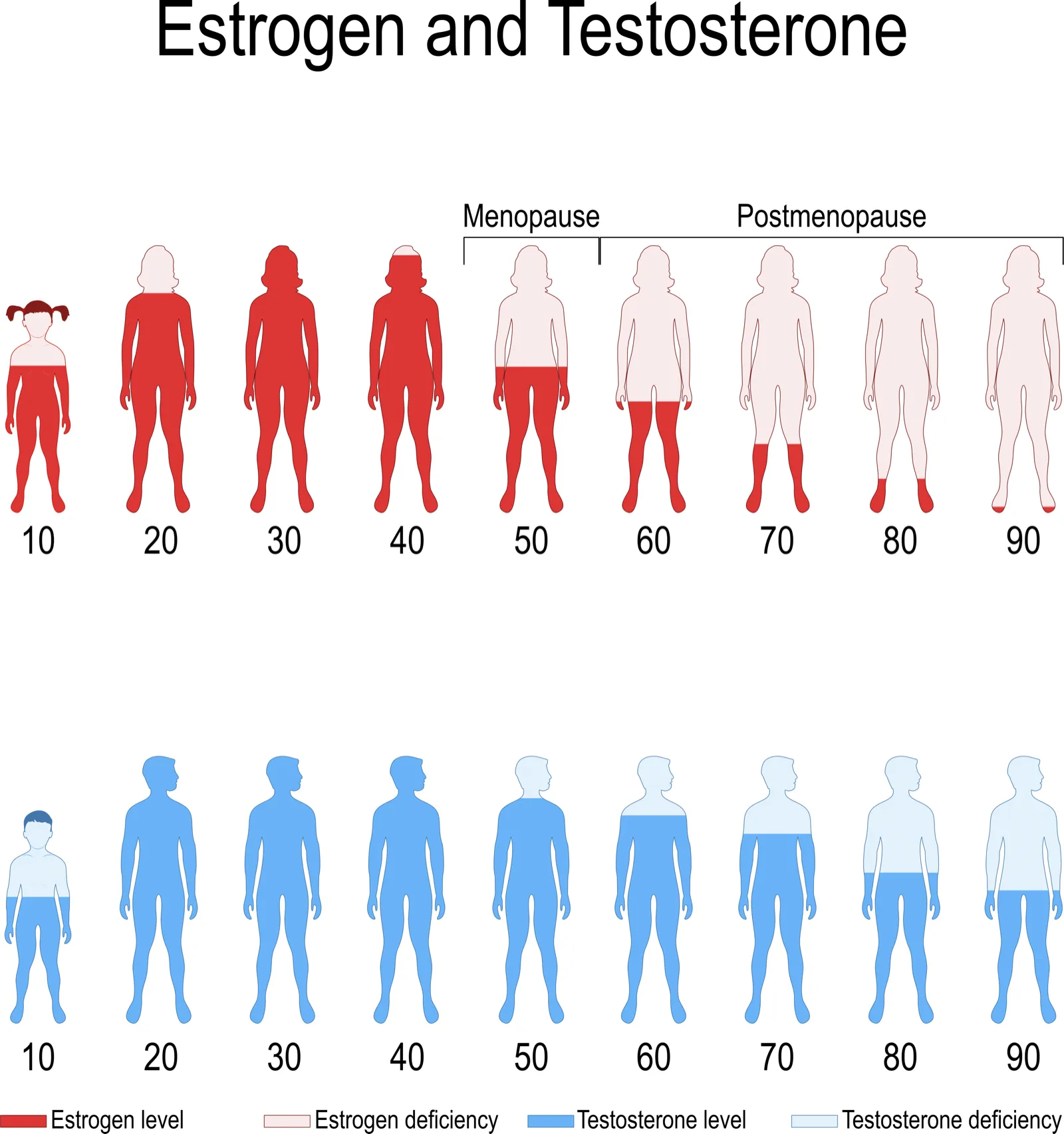 Chart showing testosterone and estrogen levels declining with age in men and women at Rewind Anti-Aging Miami